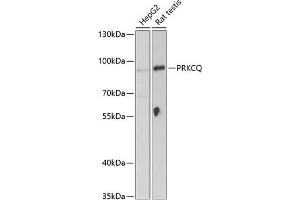 Western blot analysis of extracts of various cell lines, using PRKCQ Antibody (ABIN6128466, ABIN6146208, ABIN6146209 and ABIN6221529) at 1:1000 dilution. (PKC theta anticorps  (AA 1-230))
