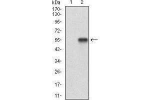 Western blot analysis using RANGAP1 mAb against HEK293 (1) and RANGAP1 (AA: 359-587)-hIgGFc transfected HEK293 (2) cell lysate.