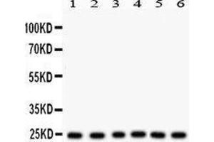 Western Blotting (WB) image for anti-Transcription Factor A, Mitochondrial (TFAM) (AA 214-241), (N-Term) antibody (ABIN3043945)