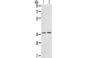 Western Blotting (WB) image for anti-PDZ and LIM Domain 4 (PDLIM4) antibody (ABIN2430741) (PDLIM4 anticorps)