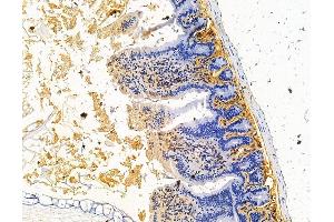 ABIN7095806 and ABIN7099868 at 1/100 staining mouse colorectal tissue by IHC-P.