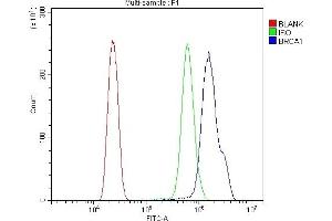 Flow Cytometry analysis of HL-60 cells using anti-BRCA1 antibody (ABIN7600079). (BRCA1 anticorps  (AA 1467-1863))