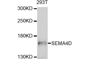 Western blot analysis of extracts of 293T cells, using SEMA4D antibody (ABIN4905113) at 1:1000 dilution. (SEMA4D/CD100 anticorps)