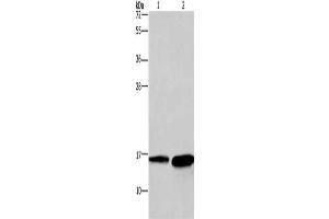Gel: 12 % SDS-PAGE, Lysate: 40 μg, Lane 1-2: Mouse heart tissue, human hepatocellular carcinoma tissue, Primary antibody: ABIN7129699(HINT2 Antibody) at dilution 1/300, Secondary antibody: Goat anti rabbit IgG at 1/8000 dilution, Exposure time: 20 seconds (HINT2 anticorps)