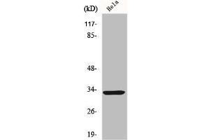 Western Blot analysis of HeLa cells using FoxR1 Polyclonal Antibody