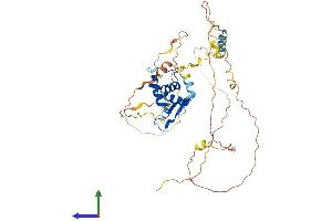 AlphaFold protein structure predicition of Mouse Recombinant Foxj1 Protein, UniprotID Q61660