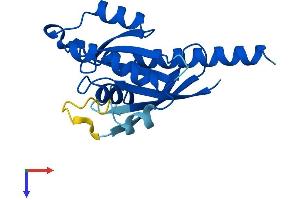 AlphaFold protein structure predicition of Human Recombinant IFT27 Protein, UniprotID Q9BW83
