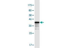 Western Blot detection against Immunogen (38. (TIAF1 anticorps  (AA 1-115))