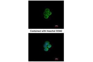 ICC/IF Image Immunofluorescence analysis of methanol-fixed A431, using Siglec 7, antibody at 1:200 dilution. (SIGLEC7 anticorps)