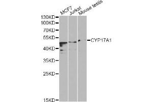 Western blot analysis of extracts of various cell lines, using CYP17A1 Antibody (ABIN5970640) at 1/1000 dilution. (CYP17A1 anticorps)