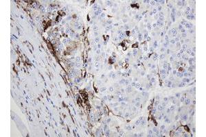 Image no. 2 for anti-Sex Determining Region Y (SRY) antibody (ABIN1501140) (SRY anticorps)