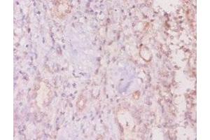 Immunohistochemistry of paraffin-embedded human kidney tissue using ABIN7160281 at dilution of 1:20