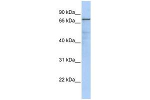 GMPS antibody used at 1 ug/ml to detect target protein.