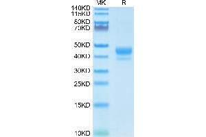 Biotinylated Human CD3E 1-27 peptide on Tris-Bis PAGE under reduced condition.