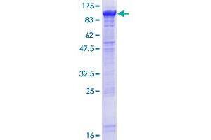 Image no. 1 for DEAH (Asp-Glu-Ala-His) Box Polypeptide 32 (DHX32) (AA 1-743) protein (GST tag) (ABIN1351573)