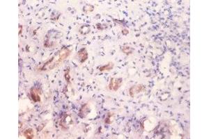 Immunohistochemistry of paraffin embedded human kidney tissue using ABIN7143879 at dilution of 1:100 (GLA anticorps  (AA 32-429))