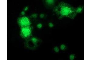 Anti-MAPK7 mouse monoclonal antibody (ABIN2454064) immunofluorescent staining of COS7 cells transiently transfected by pCMV6-ENTRY MAPK7 (RC203506). (MAPK7 anticorps)