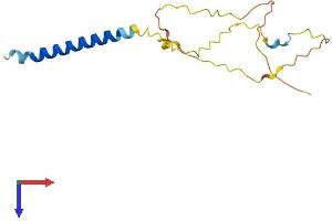 AlphaFold protein structure predicition of Mouse Recombinant Scimp Protein, UniprotID Q3UU41