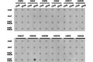 Dot-blot analysis of all sorts of methylation peptides using H3K36me3antibody. (Histone anticorps)
