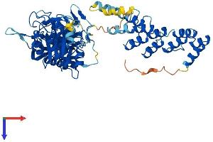 Asparaginase Homolog (ASPG) (AA 1-573) protein (His tag)