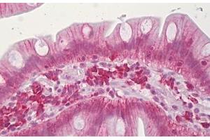 Anti-CLDN3 / Claudin 3 antibody IHC staining of human small intestine. (Claudin 3 anticorps  (AA 171-220))