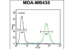 DEM1 Antibody (Center) (ABIN654435 and ABIN2844171) flow cytometric analysis of MDA-M cells (right histogram) compared to a negative control cell (left histogram).