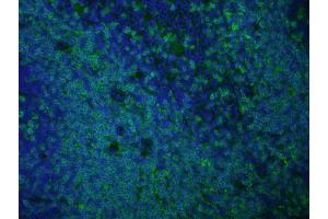 Immunofluorescence of anti rat IgG antibody Tissue: Normal mouse spleen Fixation: methanol frozen Antigen retrieval: user optimized Primary antibody: AbD Serotec's Rat anti-mouse CD3 antibody (KT3 clone). (Chèvre anti-Rat IgG (Heavy & Light Chain) Anticorps (Atto 488) - Preadsorbed)