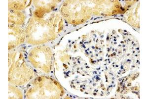 ABIN2613385 (4µg/ml) staining of paraffin embedded Human Kidney. (APOBEC3G anticorps  (Internal Region))