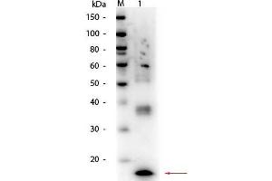 Western Blot of Mouse TNFα Antibody. (TNF alpha anticorps)
