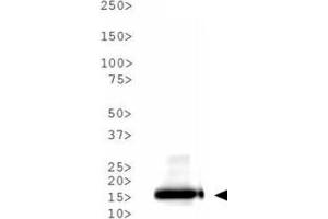 Western Blot of Rabbit Anti-Histone H3 [ac Lys9] Antibody.