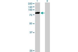 Western Blot analysis of MST1 expression in transfected 293T cell line by MST1 MaxPab polyclonal antibody.