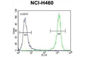 anti-Diacylglycerol Kinase, theta 110kDa (DGKQ) antibody