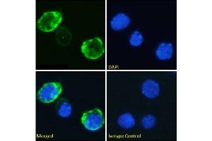 Immunofluorescence staining of fixed Jurkat cells with anti-CD7 antibody 3A1E.