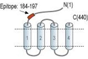 anti-gamma-aminobutyric Acid (GABA) A Receptor, pi (GABRP) (AA 184-197), (Extracellular), (N-Term) antibody