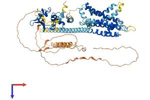 AlphaFold protein structure predicition of Human Recombinant KCND3 Protein, UniprotID Q9UK17