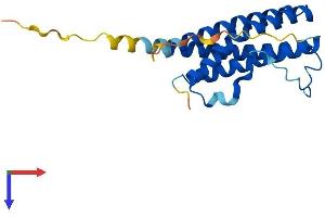 AlphaFold protein structure predicition of Human Recombinant CTF1 Protein, UniprotID Q16619
