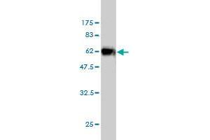 Western Blot detection against Immunogen (56. (ICOSLG anticorps  (AA 20-302))