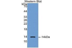 Western Blotting (WB) image for anti-Luteinizing Hormone beta Polypeptide (LHB) (AA 21-141) antibody (ABIN1078298) (LHB anticorps  (AA 21-141))