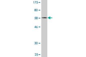 Western Blot detection against Immunogen (60.
