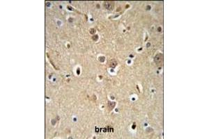 NEDD4 Antibody (C-term) (ABIN653889 and ABIN2843135) IHC analysis in formalin fixed and paraffin embedded brain tissue followed by peroxidase conjugation of the secondary antibody and DAB staining.