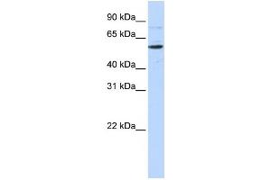 Western Blotting (WB) image for anti-CDP-Diacylglycerol Synthase (Phosphatidate Cytidylyltransferase) 1 (CDS1) antibody (ABIN2458915)