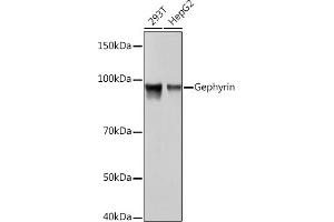 Western blot analysis of extracts of various cell lines, using Gephyrin Rabbit mAb (ABIN7267375) at 1:1000 dilution. (Gephyrin anticorps)