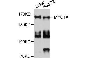 Western blot analysis of extracts of Jurkat and HepG2 cells, using MYO1A antibody. (Myosin IA anticorps)