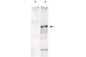 Western Blot of Sheep Anti-ATM pS1981 polyclonal antibody. (ATM anticorps  (pSer1981))