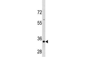 Cyclin B3 antibody western blot analysis in HepG2 cell line lysate (Cyclin B3 anticorps  (AA 1311-1338))