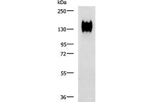 Western blot analysis of A549 cell lysate using CEACAM1 Polyclonal Antibody at dilution of 1:500 (CEACAM1 anticorps)