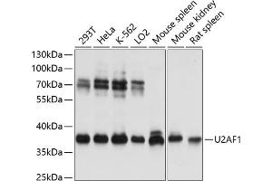 Western blot analysis of extracts of various cell lines, using U2 antibody (ABIN6134442, ABIN6149752, ABIN6149755 and ABIN6217061) at 1:3000 dilution. (U2AF1 anticorps  (AA 1-100))