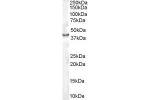 ABIN185604 (1µg/ml) staining of Human Kidney lysate (35µg protein in RIPA buffer).