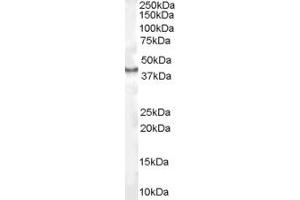 ABIN185604 (1µg/ml) staining of Human Kidney lysate (35µg protein in RIPA buffer).