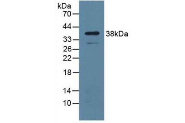 UPP1 anticorps  (AA 1-277)